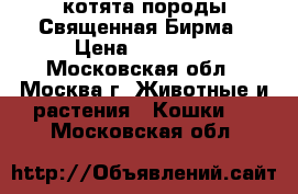 котята породы Священная Бирма › Цена ­ 50 000 - Московская обл., Москва г. Животные и растения » Кошки   . Московская обл.